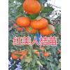 哪有紅美人桔苗？紅河開遠紅美人柑橘苗出售