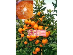 紅河州沃柑苗-/開遠(yuǎn)沃柑袋苗批發(fā)基地圖1
