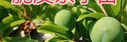 脆皮奈李苗多少錢一棵？—云南奈李苗