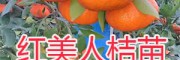 紅美人桔苗銷(xiāo)售——紅河開(kāi)遠(yuǎn)紅美人柑橘苗