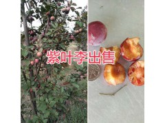 昆明紫葉李銷售：云南農(nóng)莊-圖2