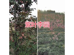 昆明紫葉李銷售：云南農(nóng)莊-圖3
