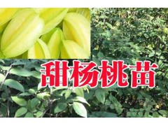 楊桃_楊桃種苗_云南楊桃小苗銷售市場報價*圖1
