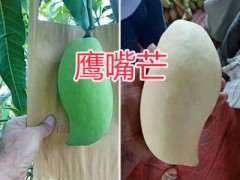 鷹嘴芒成熟期幾月上市/鷹嘴芒-保山鷹嘴芒銷售圖2