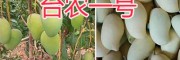 云南臺農(nóng)1號芒果-臺農(nóng)一號價格-保山芒果基地供應