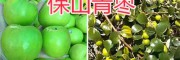 云南青棗產(chǎn)地—保山青棗銷(xiāo)售商-15025067483