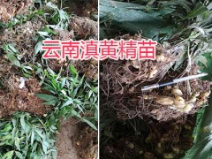 滇黃精苗批發(fā)報(bào)價—云南滇黃精種苗銷售圖2