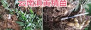 供應(yīng)云南甜黃精種苗#滇黃精小苗