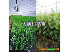 |哪有茂谷柑苗|云南沃柑苗報(bào)價(jià)表[權(quán)威認(rèn)證]圖2