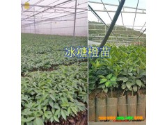 |哪有茂谷柑苗|云南沃柑苗報(bào)價(jià)表[權(quán)威認(rèn)證]圖3