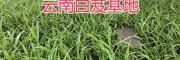 紫花三叉白芨苗-供應(yīng)云南500多萬白芨苗_貴州白芨基地