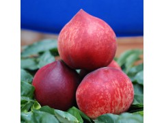 哪里有彌勒早香蜜桃*桃子批發(fā)價(jià)格是多少？圖3