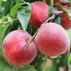 彌勒早香蜜桃_新品種、樹苗、基地信息