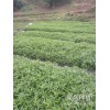 廣西哪里有青花椒苗?_青花椒苗廠家批發(fā)[免費技術指導]