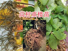 高桿重樓苗批發(fā)—云南曲靖高桿滇重樓苗圖2