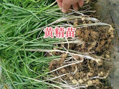 云南黃精小苗批發(fā)：曲靖黃精苗基地-黃精幼苗銷售圖1