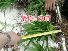 曲靖紫花白芨苗：會澤白芨小苗銷售圖1