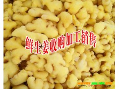 干姜片廠家批發(fā)價(jià)格[免費(fèi)報(bào)價(jià)表]_小黃姜報(bào)價(jià)表[權(quán)威認(rèn)證]干姜倉(cāng)儲(chǔ)，干姜代收，干姜代賣圖2