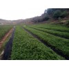 云南昭通青花椒苗供應(yīng)、昭通花椒苗、云南花椒苗、大紅袍