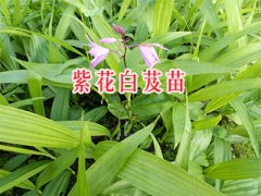 紫花三叉白芨種苗—麗江三叉白芨苗_云南白芨苗產(chǎn)地圖1