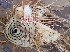 紫花三叉白芨種苗—麗江三叉白芨苗_云南白芨苗產(chǎn)地圖2