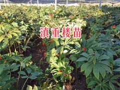 滇重樓苗基地：麗江滇重樓種植合作社圖2