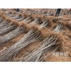 華碩蘋(píng)果苗價(jià)格 _今年華碩蘋(píng)果苗多少錢(qián)?