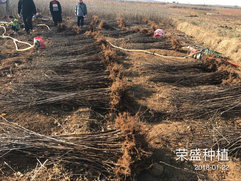 云南蘋果苗_華碩蘋果苗*大量供應華碩蘋果苗圖1