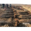云南蘋(píng)果苗_華碩蘋(píng)果苗*大量供應(yīng)華碩蘋(píng)果苗