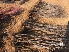 云南蘋果苗_華碩蘋果苗*大量供應華碩蘋果苗圖2
