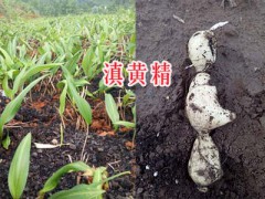 滇黃精種子育苗—云南滇黃精小苗-麗江黃精種苗出售圖2
