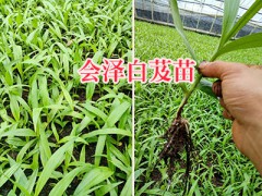 白芨馴化苗批發(fā)：曲靖直播白芨苗基地-15924791418圖2