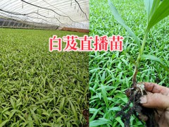 白芨馴化苗批發(fā)：曲靖直播白芨苗基地-15924791418圖3