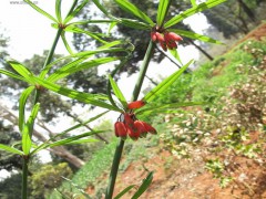 |中藥材除草劑中的黃精|黃精怎樣除草|_云南三農(nóng)網(wǎng)圖1