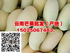 四川芒果批發(fā)供應(yīng)-云南鷹嘴芒果-金煌芒果、保山臺(tái)農(nóng)1號(hào)圖3