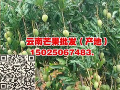 重慶芒果批發(fā)—產(chǎn)地云南保山芒果供應(yīng)-15184878523圖3