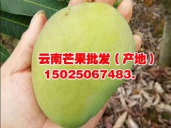 四川芒果批發(fā)供應(yīng)-云南鷹嘴芒果-金煌芒果、保山臺(tái)農(nóng)1號(hào)圖2