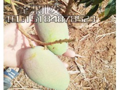 哪里有盛德隆芒果批發(fā)?TEL:15025067483圖1