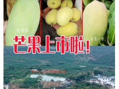 今日芒果價(jià)格是多少?_云南芒果價(jià)格怎么樣?圖1