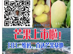 今日芒果價(jià)格是多少?_云南芒果價(jià)格怎么樣?圖3