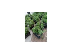 昆明花椒苗基地_昆明青花椒苗出售-云南青花椒小苗圖3
