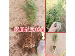 紅豆杉樹苗_紅豆杉苗圖片大全圖1