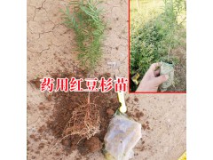 紅豆杉種苗多少錢(qián)?_2018藥用紅豆杉袋苗價(jià)格網(wǎng)圖2