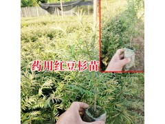 紅豆杉種苗多少錢(qián)?_2018藥用紅豆杉袋苗價(jià)格網(wǎng)圖3