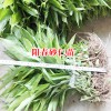 陽春砂仁苗哪里賣、陽春砂仁苗多少一株？