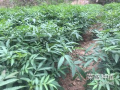 彝良縣哪里有花椒苗[免費技術(shù)指導(dǎo)]_榮盛種植[權(quán)威認證]圖2