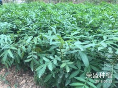威信縣哪里有花椒苗[免費技術(shù)指導(dǎo)]_榮盛種植[權(quán)威認證]圖2