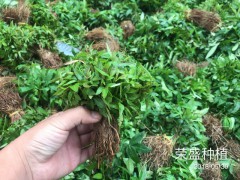 水富縣哪里有花椒苗[免費(fèi)技術(shù)指導(dǎo)]_榮盛種植[權(quán)威認(rèn)證]圖1