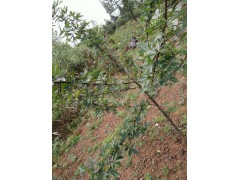 古城區(qū)哪里有花椒苗[免費技術(shù)指導(dǎo)]_榮盛種植[權(quán)威認證]圖1