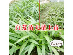 白芨苗多少錢(qián)-白芨一畝要多少苗圖2